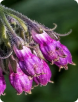 Allantoin