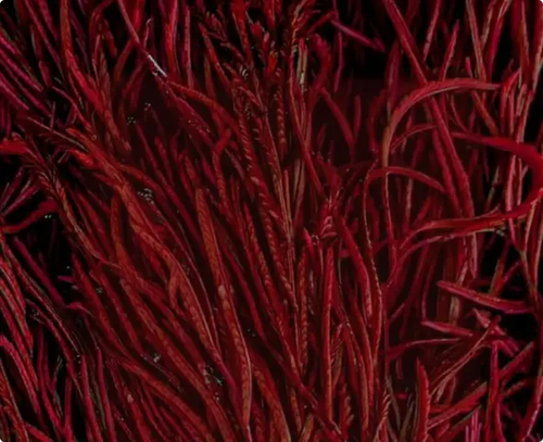 Astaxanthin